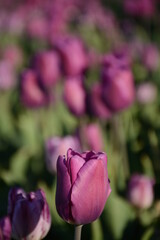 Beautiful purple tulips on a field in spring