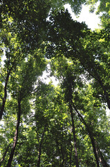 Fototapeta premium Tree Canopy of Shade