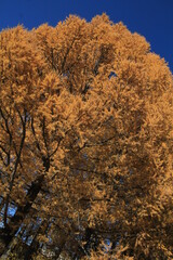 autumn in the forest