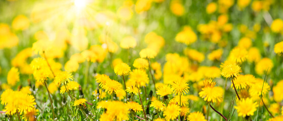 Great panorama, blurred background of dandelion field in bright sun.