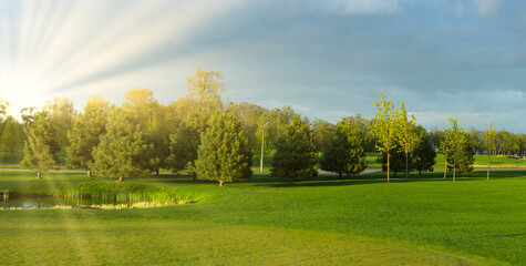 Fototapeta na wymiar Park with lawn and pine trees in the evening with bright sunlight