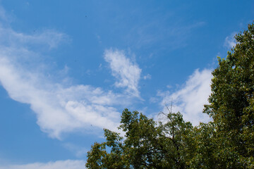 beautiful green tree and bright blue sky in background in day time