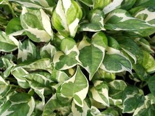 green leaves background