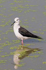 Close-up Black Winged Stilt was Standing in The Swamp