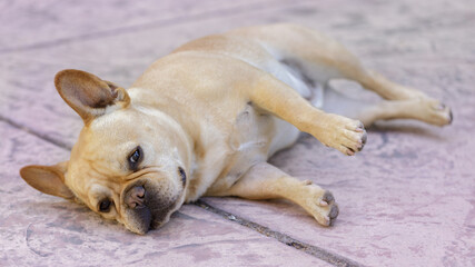 Tan French Bulldog male comfortably resting on its side.