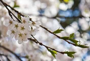 blooming tree