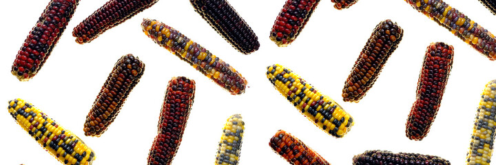 Corn banner. Multicolored corn cob pattern.Corn cobs isolated on white background. Vegetable banner. 