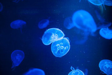 closed up of beautiful moon jellyfish