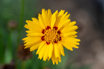 Coreopsis grandiflora bright yellow flowering plant, group of petal ornamental flowers in bloom