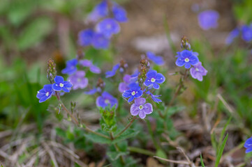 Veronica chamaedrys germander speedwell flowering plant, small flowers with deep blue petals in bloom