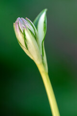 Hosta tardiva cultivated ornamental flowers starting to bloom, beautiful flowering plants with buds