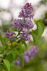 Syringa vulgaris violet purple flowering bush, groups of scented flowers on branches in bloom, common wild lilac tree
