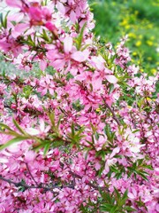 Fototapeta premium blooming low steppe almond, pink flowers - Prunus tenella, the dwarf Russian almond, decorative bushes for the garden, flower background wallpaper