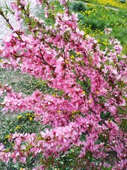 blooming low steppe almond, pink flowers - Prunus tenella, the dwarf Russian almond, decorative bushes for the garden, flower background wallpaper