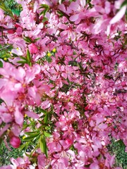 blooming low steppe almond, pink flowers - Prunus tenella, the dwarf Russian almond, decorative bushes for the garden, flower background wallpaper