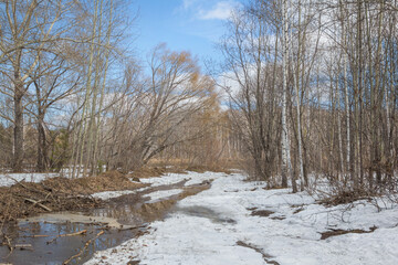 Early Spring in Siberia