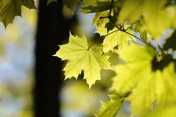 Spring maple leaves on a twig in the forest