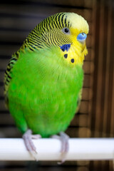 Close up portrait of colorful geen  parrot  sit on perch at bird-cage