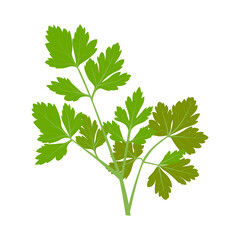 parsley, green sprig of parsley. vector isolated on a white background.