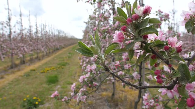 Braeburn apple trees in rows with pink blooms in may in kent uk