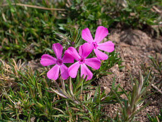 the purple flower grass of spring