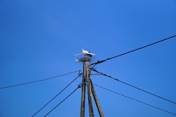 Fototapeta premium A Stork's Nest On A Pole - Blue Sky 