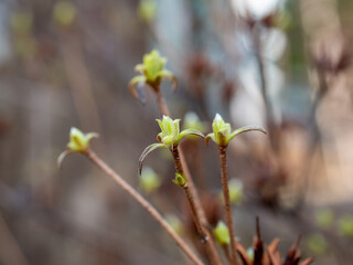 A tree with new leaves growing for spring