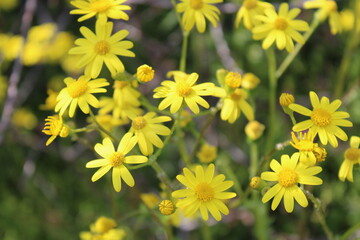Obraz premium Flower