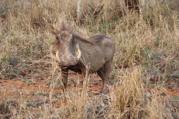 Naklejka na ściany i meble Warthog, Kapama Game Reserve, South Africa.