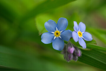 Myosotis alpestris known as Forget Me Not