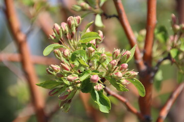 Spring Blooms, Pylypow Wetlands, Edmonton, Alberta