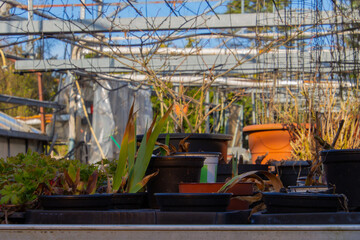 Old dead plants in a abandoned greenhouse with focus on foreground