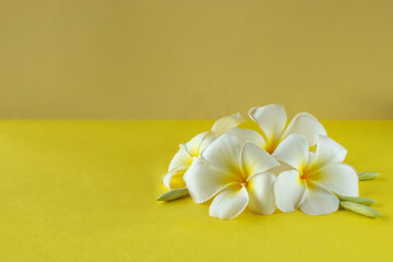 Fototapeta na wymiar frangipani flowers on a yellow background