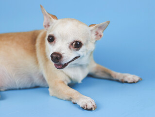 brown chihuahua dog lying down on blue background, smiling and looking at camera.