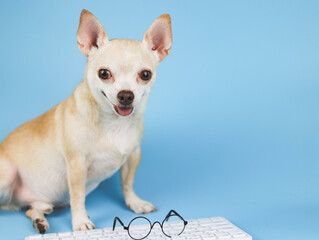 Portrait of brown Chihuahua dog  sitting with computer keyboard with eye glasses on it, smiling and  looking at camera.