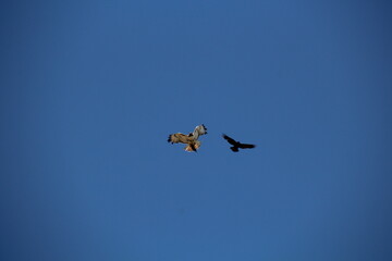 Fototapeta premium Battle In The Sky, Pylypow Wetlands, Edmonton, Alberta