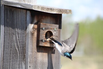 Leaving The Bird House, Pylypow Wetlands, Edmonton, Alberta