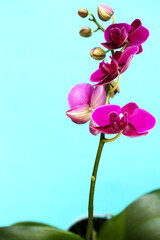 Fototapeta premium branch of orchid phalaenopsis of bright pink color on blue background with copy space