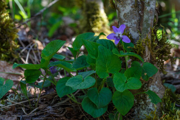 Viola riviniana. Wild violet, flowering plant.
