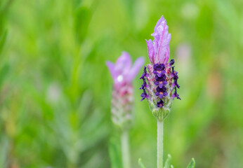 Close-up of purple lavender on a green background