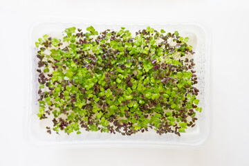 Micro green sprouts of red Mizuna in growing box. Fresh microgreens superfood on white background. Micro salad sprouts for healthy eating, vegan life style and home growing cultivation