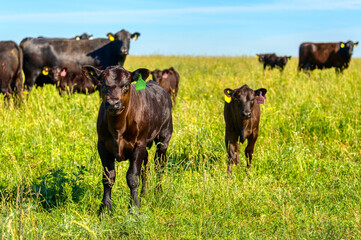 Black Angus calves graze on a green meadow.