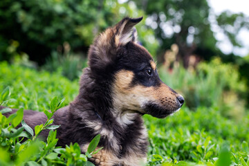 Happy little playful puppy sitting on fresh green grass on a warm summer day.