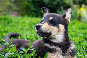 Happy little playful puppy sitting on fresh green grass on a warm summer day.