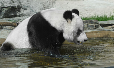 Morning Water procedures of Giant panda (Ailuropoda melanoleuca) © valeriyap