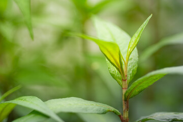Fototapeta na wymiar Vietnamese Coriander, laksa mint leaves pattern on nature background.
