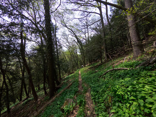 forest hiking trail for hiking