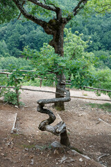 Powyginane drzewo w serbskim parku narodowym - obrazy, fototapety, plakaty