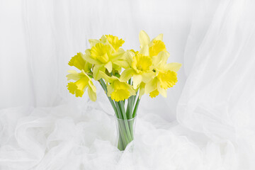 bouquet of yellow daffodils in a transparent vase close-up. spring flowers on a white background. soft fabric in the form of tulle waves on the background