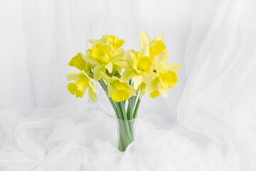 bouquet of yellow daffodils in a transparent vase close-up. spring flowers on a white background. soft fabric in the form of tulle waves on the background